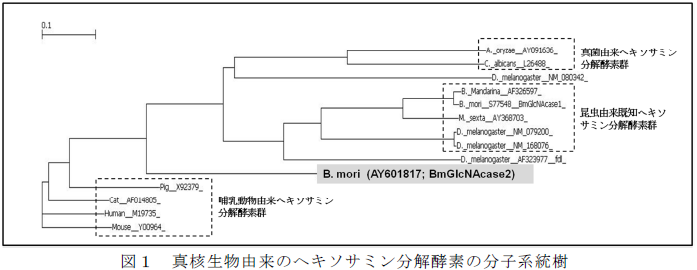 真核生物由来のヘキソサミン分解酵素の分子系統樹