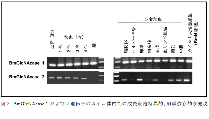 BmGlcNAcase 1 および2 遺伝子のカイコ体内での成長段階特異的、組織依存的な発現