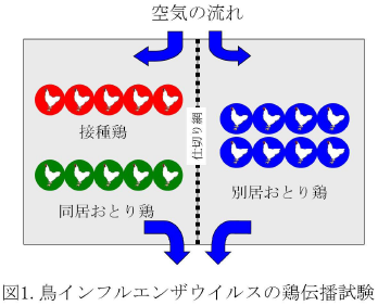 鳥インフレエンザウイルスの鶏伝播試験