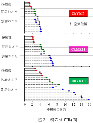 鶏の死亡時間