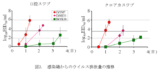 感染鶏からのウイルス排泄量の推移