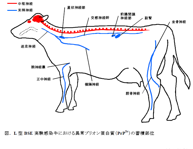 L 型BSE 実験感染牛における異常プリオン蛋白質(PrPSc)の蓄積部位