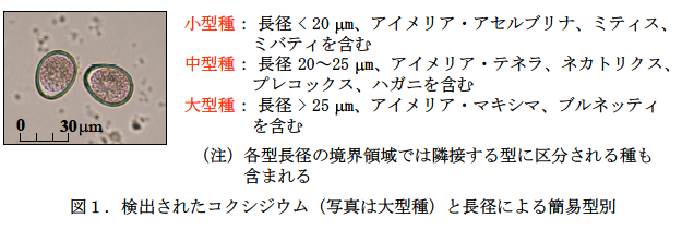 検出されたコクシジウム(写真は大型種)と長径による簡易型別