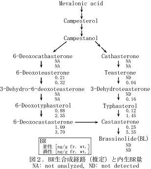 図2 BR生合成経路(推定)と内生BR量