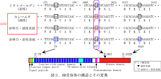 図3 Br受容体の構造とその変異