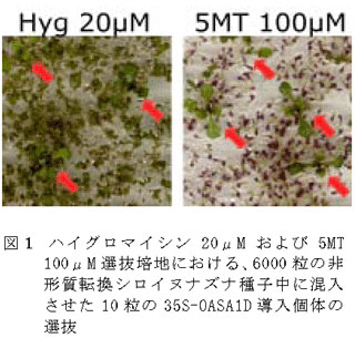 図1 ハイグロマイシン20μMおよび5MT 100μM選抜培地における、6000粒の非形質転換シロイヌナズナ種子中に混入させた10粒の35S-OASA1D導入個体の選抜