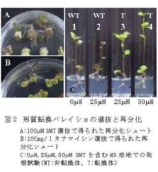 図2 形質転換バレイショの選抜と再分化