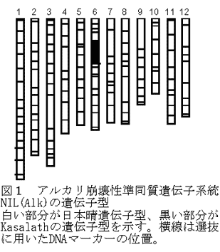 図1 アルカリ崩壊性準同質遺伝子系統