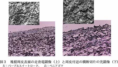 図3 塊根周皮表面の走査電顕像(上)と周皮付近の横断切片の光顕像(下)