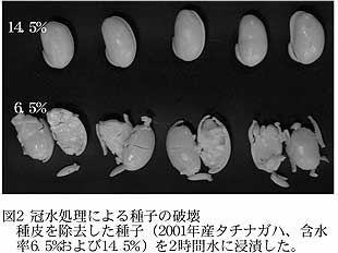 図2 冠水処理による種子の破壊