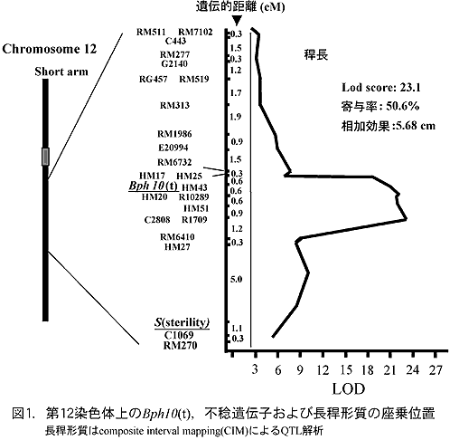 図1. 第12染色体上のBph10(t),不稔遺伝子および長稈形質の座乗位置