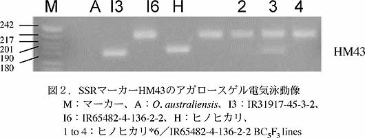 図2.SSRマーカーHM43のアガロースゲル電気泳動像