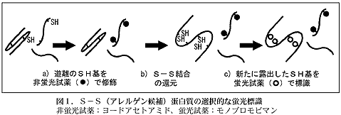 図1.S−S(アレルゲン候補)蛋白質の選択的な蛍光標識