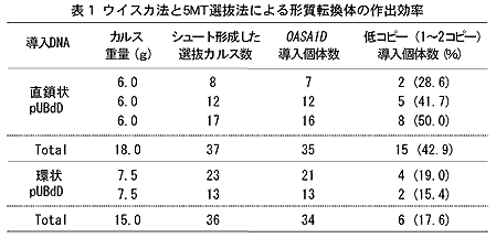 表1 ウイスカ法と5MT選抜法による形質転換体の作出効率