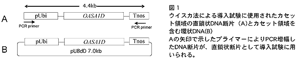 図1 ウイスカ法による導入試験に使用されたカセット領域の直鎖状DNA断片(A)とカセット領域を含む環状DNA(B)