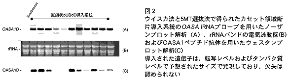 図2 ウイスカ法と5MT選抜法で得られたカセット領域断片導入系統のOASA1RNAプローブを用いたノーザンブロット解析(A)、rRNAバンドの電気泳動図(B)およびOASA1ペプチド抗体を用いたウェスタンブロット解析(C) 
