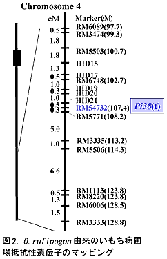 図1 O.rufipogon由来のいもち病圃場抵抗性遺伝子のマッピング