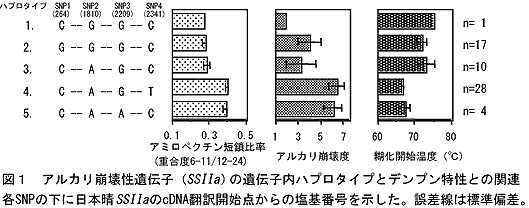 図1 アルカリ崩壊性遺伝子(SSIIa)の遺伝子内ハプロタイプとデンプン特性との関連