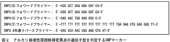 図2 アルカリ崩壊性原因候補変異点の遺伝子型を判定するSNPマーカー