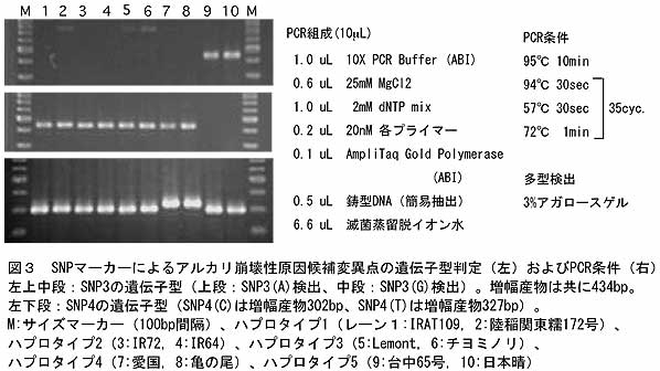 図3 SNPマーカーによるアルカリ崩壊性原因候補変異点の遺伝子