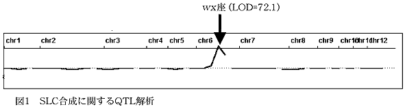 図1 SLC合成に関するQTL解析