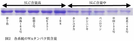 図2 各系統のWxタンパク質含量