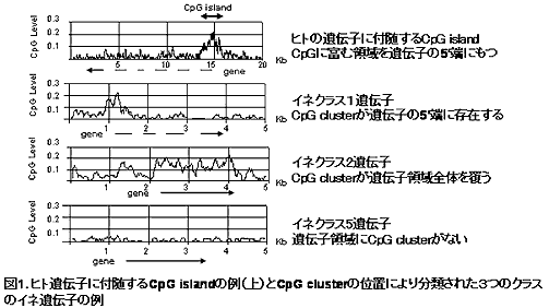 図1 ヒト遺伝子に付随するCpG islandの例(上)とCpG clusgterの位置により分類された3つのクラスのイネ遺伝子の例