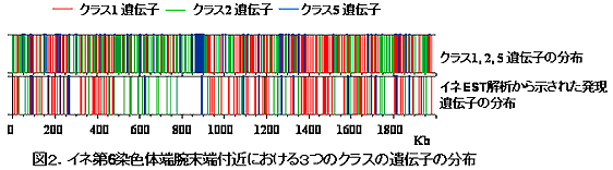 図2 イネ第6染色体端腕末端付近における3つのクラスの遺伝子の分布