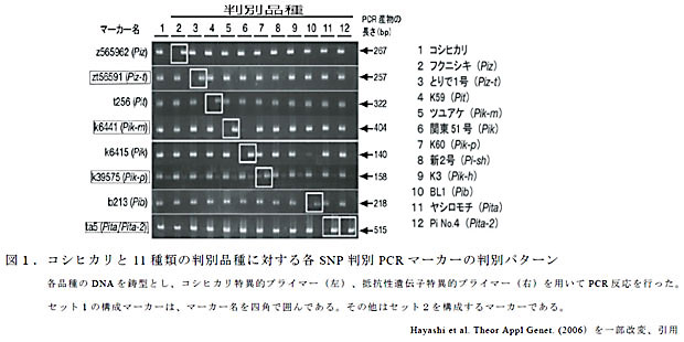 図1.コシヒカリと11 種類の判別品種に対する各SNP 判別PCR マーカーの判別パターン
