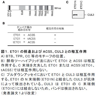 図1.ETO1 の構造およびACS5、CUL3 との相互作用