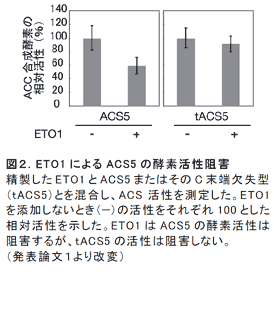 図2.ETO1 によるACS5 の酵素活性阻害