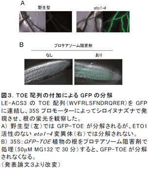 図3.TOE 配列の付加によるGFP の分解