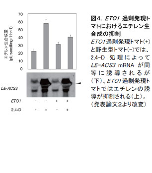 図4.ETO1 過剰発現トマトにおけるエチレン生合成の抑制