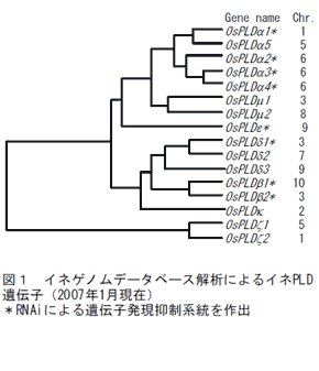 図1、イネゲノムデータベース解析によるイネPLD遺伝子(2007年1月現在)
