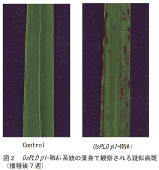 図2、OsPLD β1 -RNAi系統の葉身で観察される疑似病斑(播種後7週)