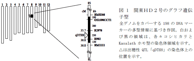 図1 関東IL3号のグラフ遺伝子型