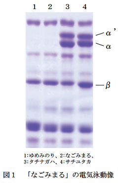 図1 「なごみまる」の電気泳動像