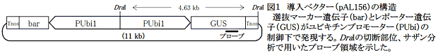 図1 導入ベクター(pAL156)の構造
