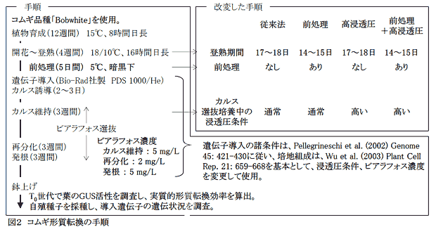 図2 コムギ形質転換の手順