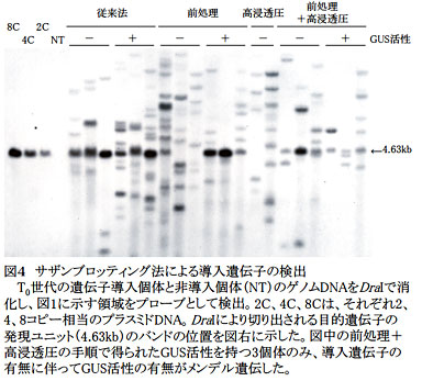 図4 サザンブロッティング法による導入遺伝子の検出