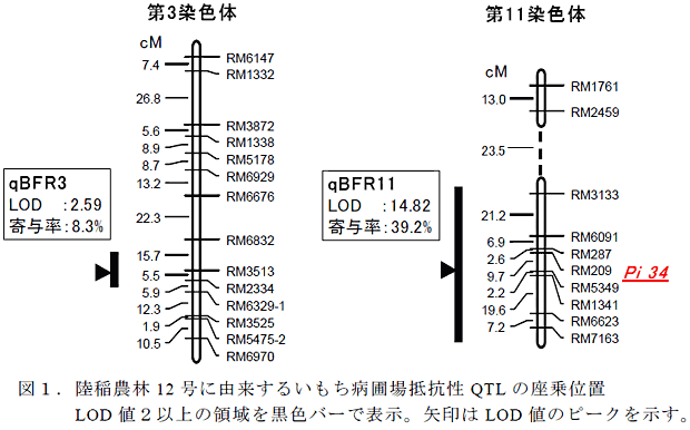 図1.陸稲農林12 号に由来するいもち病圃場抵抗性QTL の座乗位置