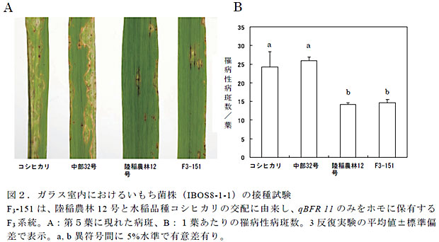 図2.ガラス室内におけるいもち菌株(IBOS8-1-1)の接種試験