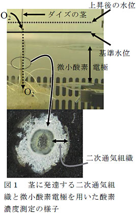 図1 茎に発達する二次通気組織と微小酸素電極を用いた酸素濃度測定の様子