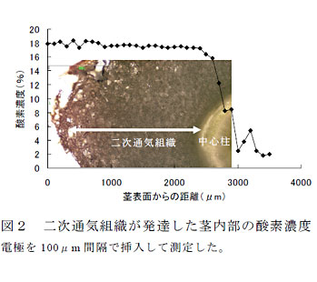 図2 二次通気組織が発達した茎内部の酸素濃度