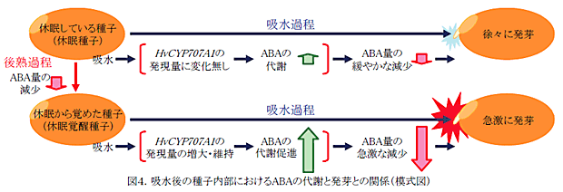 図4.吸水後の種子内部におけるABAの代謝と発芽との関係(模式図)