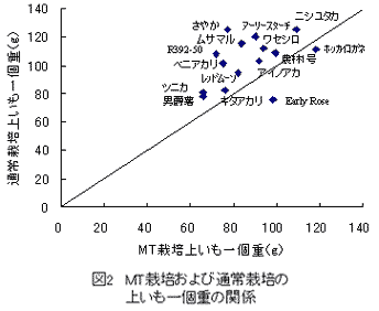 図2 MT栽培および通常栽培の上いも一個重の関係