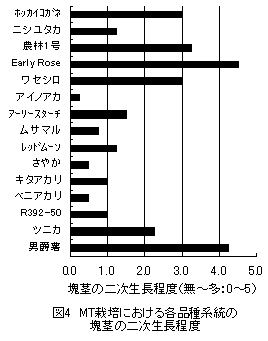 図4 MT栽培における各品種系統の塊茎の二次生長程度