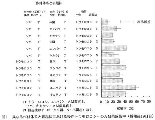 図1.異なる作付体系と耕起法における後作トウモロコシへのAM菌感染率