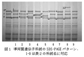 図1 準同質遺伝子系統のSDS-PAGE パターン.