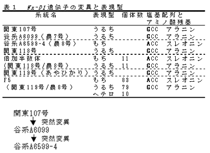 表1  Wx-D1遺伝子の変異と表現型